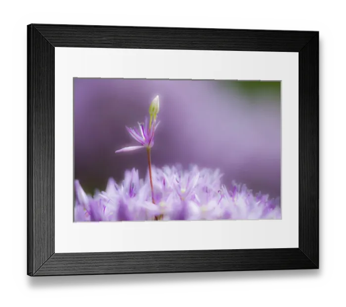 Framed Print : USA, Pennsylvania. Close-up of alium flowers. Credit as: Nancy Rotenberg / Jaynes Framed Print : USA, Pennsylvania. Close-up of alium flowers. Credit as: Nancy Rotenberg / Jaynes