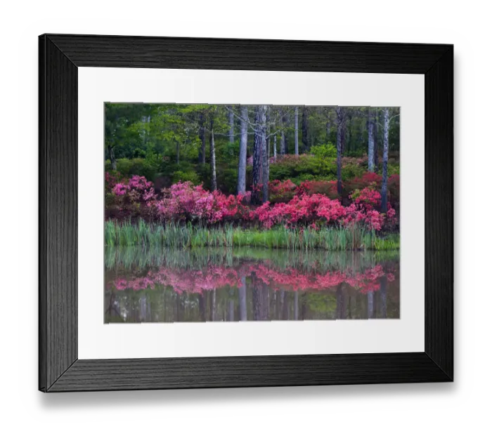 Framed Print : USA, Georgia, Callaway Gardens. Impressionistic view of trees and flowering bushes Framed Print : USA, Georgia, Callaway Gardens. Impressionistic view of trees and flowering bushes