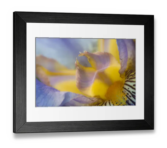 Framed Print : USA, Pennsylvania. Macro of iris flower interior. Credit as: Nancy Rotenberg / Jaynes Framed Print : USA, Pennsylvania. Macro of iris flower interior. Credit as: Nancy Rotenberg / Jaynes