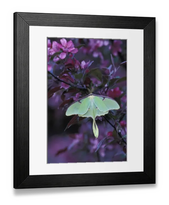 Framed Print : USA, Pennsylvania. Luna moth on crabapple tree. Credit as: Nancy Rotenberg / Jaynes Framed Print : USA, Pennsylvania. Luna moth on crabapple tree. Credit as: Nancy Rotenberg / Jaynes