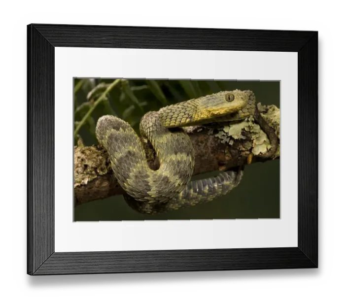 Framed Print : African Bush Viper, Atheris squamigera, coiled around a mossy treebranch with its prehensile tail Framed Print : African Bush Viper, Atheris squamigera, coiled around a mossy treebranch with its prehensile tail