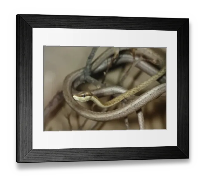 Framed Print : Arizona Vine Snake, Oxybelis aeneus, wrapped up in a group of branches in SW Arizona, USA Framed Print : Arizona Vine Snake, Oxybelis aeneus, wrapped up in a group of branches in SW Arizona, USA