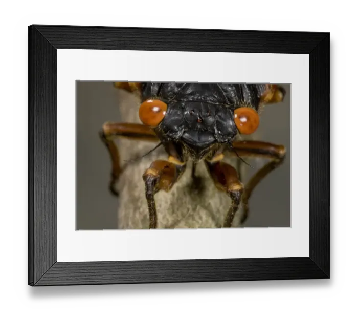 Framed Print : Annual Cicado, Tibicen canicularis, on a tree branch after metamorphosis. Central PA, USA