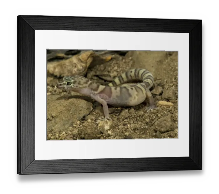 Framed Print : Banded Gecko, Coleonyx variegatus, walking on desert sand. SW Arizona, USA. Controlled