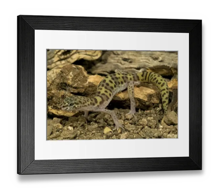 Framed Print : Banded Gecko, Coleonyx variegatus, walking on desert sand. SW Arizona, USA. Controlled Framed Print : Banded Gecko, Coleonyx variegatus, walking on desert sand. SW Arizona, USA. Controlled