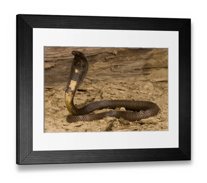 Framed Print : Black Pakistani Cobra, Naja naja karachiensis, with hood open and ready to strike Framed Print : Black Pakistani Cobra, Naja naja karachiensis, with hood open and ready to strike