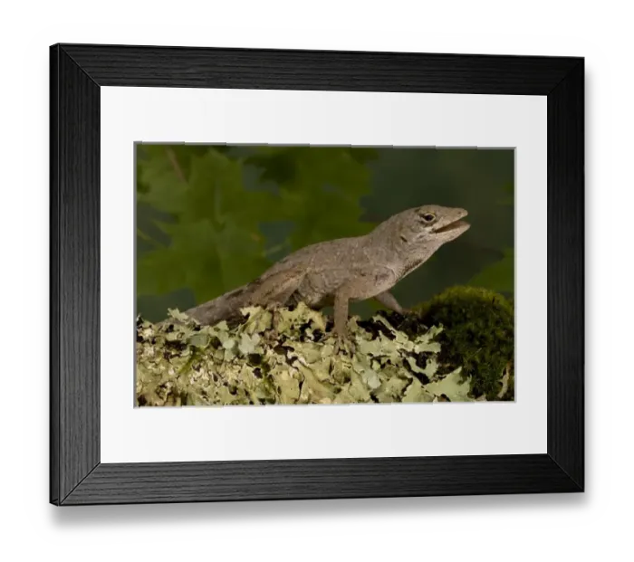 Framed Print : Brown Anole, Anolis sagrei, resting on moss. SE USA, Controlled Situation