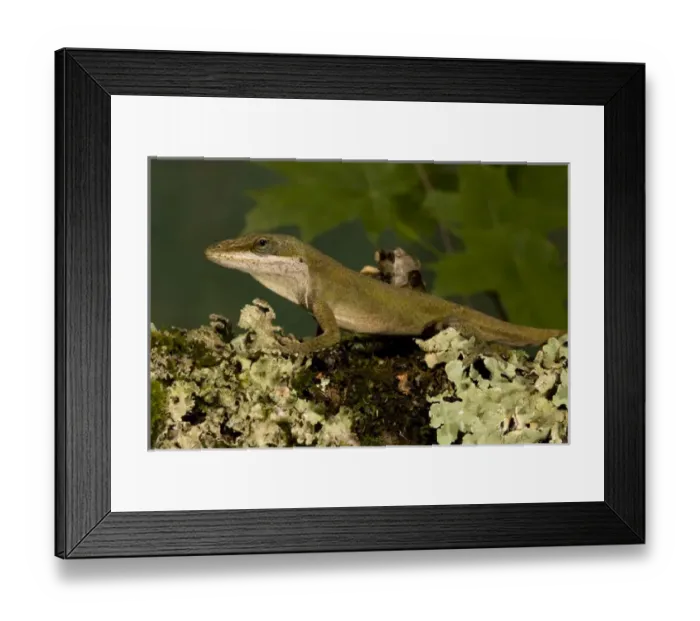 Framed Print : Carolina anole, Anolis carolinensis, resting on a mossy log in Florida. Captive Situation Framed Print : Carolina anole, Anolis carolinensis, resting on a mossy log in Florida. Captive Situation