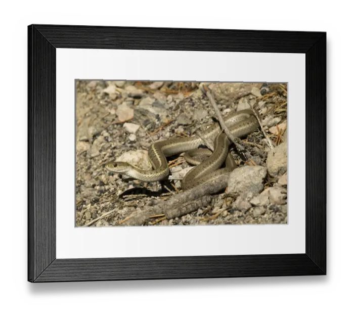 Framed Print : Terrestrial Garter Snake, Thamnophis elegans, sunning itself on a small rock pile in SW Arizona Framed Print : Terrestrial Garter Snake, Thamnophis elegans, sunning itself on a small rock pile in SW Arizona