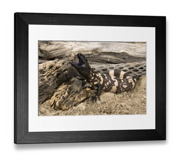Framed Print : Gila Monster, Heloderma suspectum, posed with mouth open and a venomous bite. SW USA