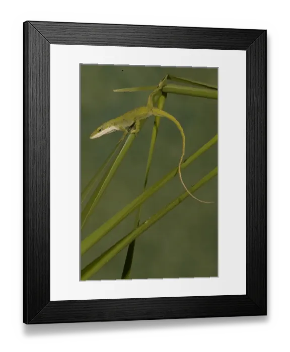 Framed Print : Male green anole, Anolis carolinensis, in a Talahassee, FLA USA garden, feeding Framed Print : Male green anole, Anolis carolinensis, in a Talahassee, FLA USA garden, feeding