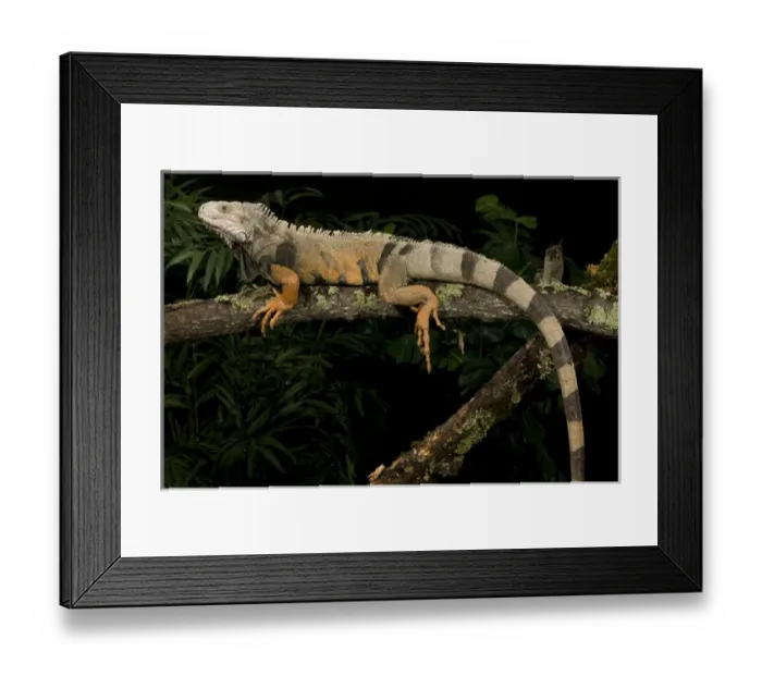 Framed Print : A large Green Tree Iguana, Iguana iguana, rests on a tree branch. Costa Rica, Controlled Framed Print : A large Green Tree Iguana, Iguana iguana, rests on a tree branch. Costa Rica, Controlled