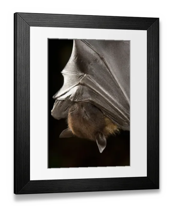 Framed Print : Giant Fruit Bat, Pteropus giganteus, from India. Shot in Captive situation in typical Framed Print : Giant Fruit Bat, Pteropus giganteus, from India. Shot in Captive situation in typical