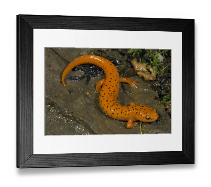 Framed Print : Northern Red Salamander, Pseudotrition ruber, along stream in Central Pennsylvania, USA