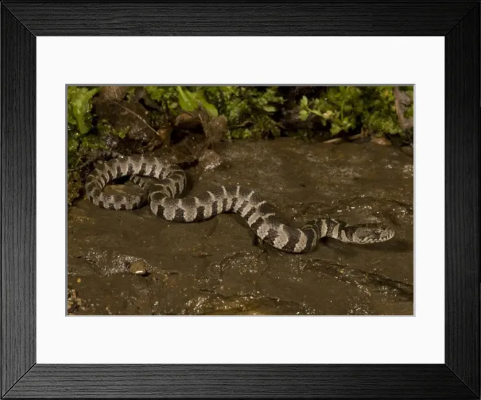 Framed Print : Northern Water Snake, Nerodia sipedon, is resting in a streambed in Central PA, USA