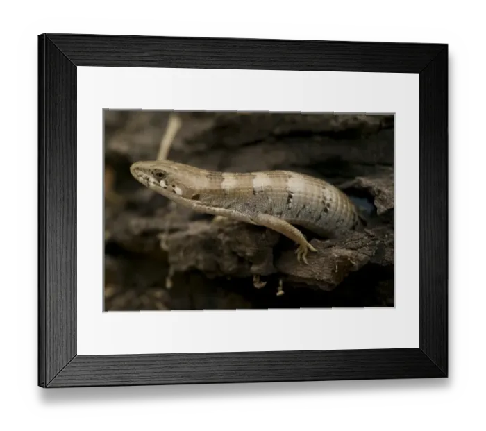 Framed Print : Sonoran Alligator Lizard, Gerrhonotus kingii, coming out of hole in log. SW Arizona, USA