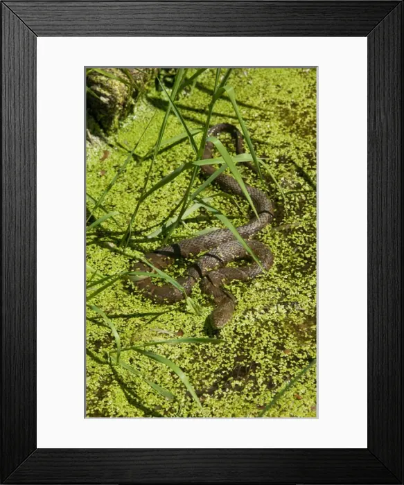 Framed Print : Northern Water Snake, Nerodia sipedon, is resting in a streambed in Central PA, USA Framed Print : Northern Water Snake, Nerodia sipedon, is resting in a streambed in Central PA, USA