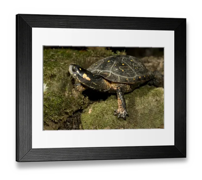 Framed Print : Spotted Turtle, Clemmys guttata, a pond and woodland turtle of the Eastern United States Framed Print : Spotted Turtle, Clemmys guttata, a pond and woodland turtle of the Eastern United States