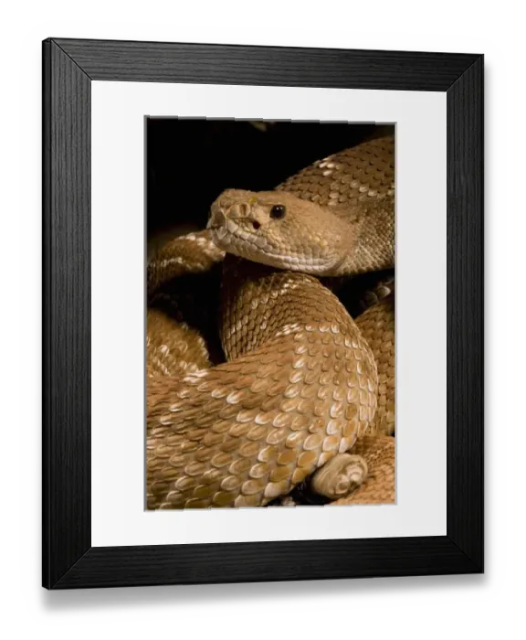 Framed Print : Red Diamond Rattlesnake, Crotalus ruber, in strike position in a desert scene, SW USA