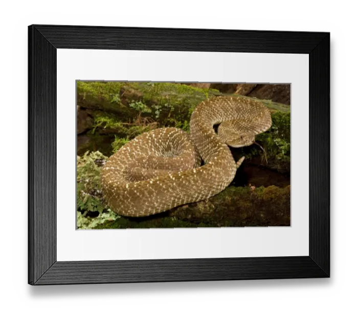 Framed Print : Uracoan Rattlesnake, Crotalus vegrandis, resting on a mossy log. Venezuela, SA. Controlled