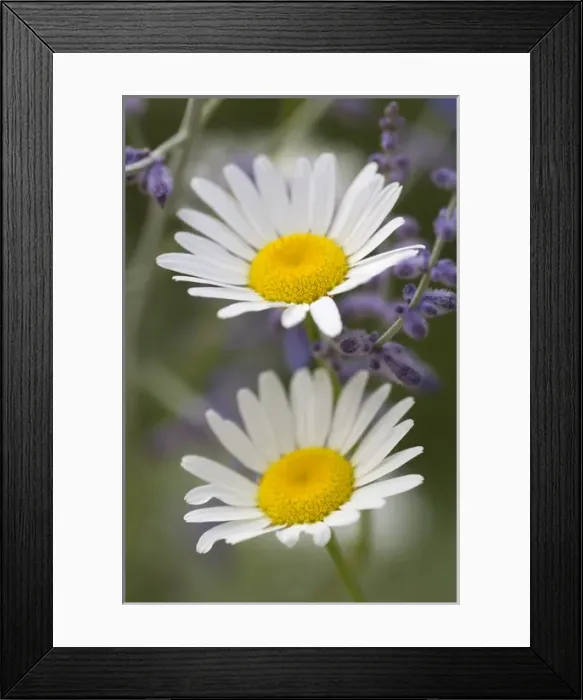 Framed Print : Oxeye Daisy (Chrysanthemum leucanthemum) Sunflower Family (Asteraceae) and lavendar Framed Print : Oxeye Daisy (Chrysanthemum leucanthemum) Sunflower Family (Asteraceae) and lavendar