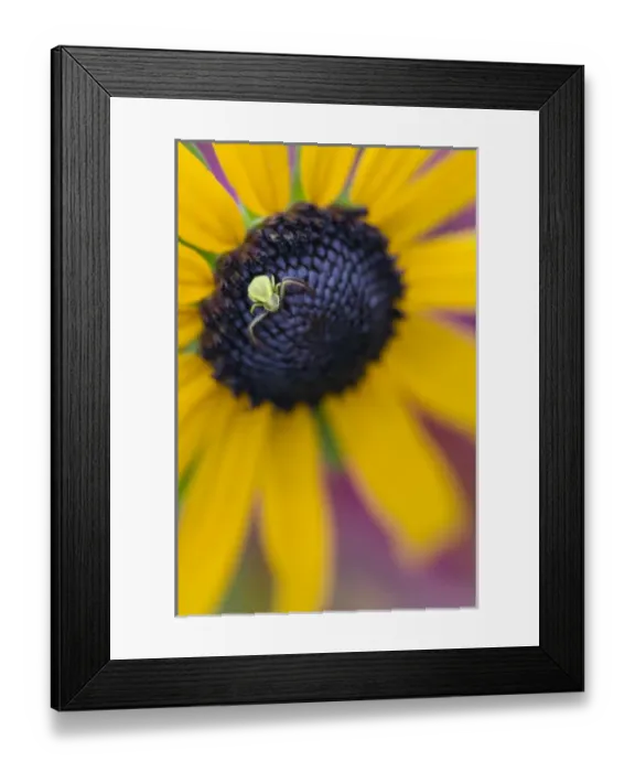 Framed Print : Goldenrod Spider (Misumena vatia) Crab Spider Family (Thomisidae) on a Black-eyed Susan
