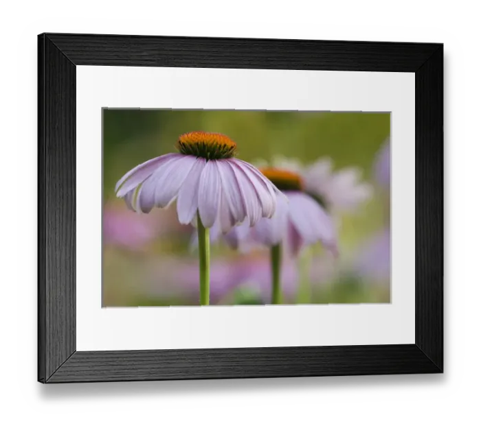 Framed Print : Aster Sunflower Family (Asteraceae) Pennsylvania, USA