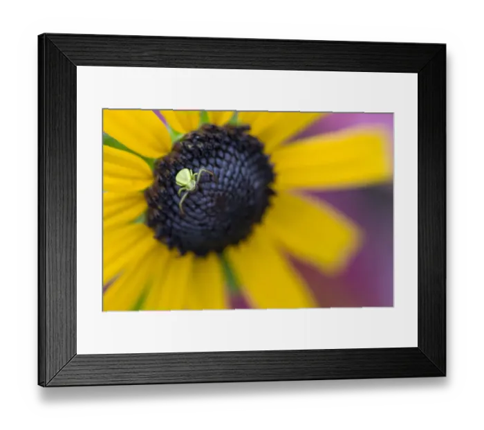 Framed Print : Goldenrod Spider (Misumena vatia) Crab Spider Family (Thomisidae) on a Black-eyed Susan Framed Print : Goldenrod Spider (Misumena vatia) Crab Spider Family (Thomisidae) on a Black-eyed Susan