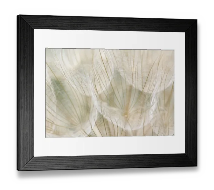 Framed Print : Oyster Plant; Salsify (Tragopogon porrifolius) Sunflower Family (Asteraceae) Pennsylvania