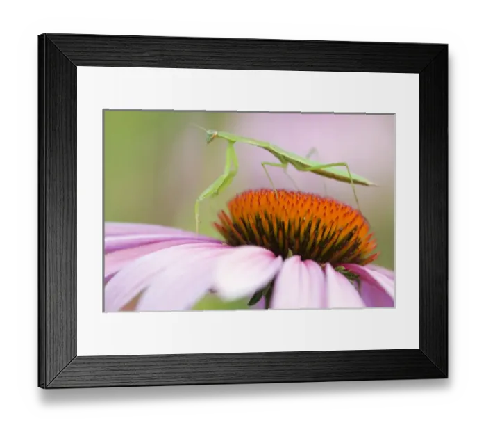 Framed Print : Praying Mantis (Mantis religiosa) on an Aster, Sunflower Family (Asteraceae) Pennsylvania Framed Print : Praying Mantis (Mantis religiosa) on an Aster, Sunflower Family (Asteraceae) Pennsylvania