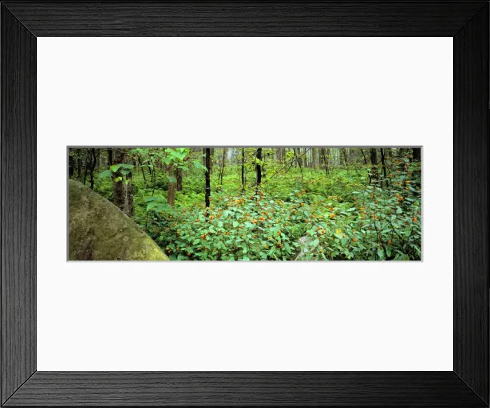 Framed Print : United States, Pennsylvania, Wyoming SP. Red-blossomed jewelweed flourishes in Wyoming State Park Framed Print : United States, Pennsylvania, Wyoming SP. Red-blossomed jewelweed flourishes in Wyoming State Park
