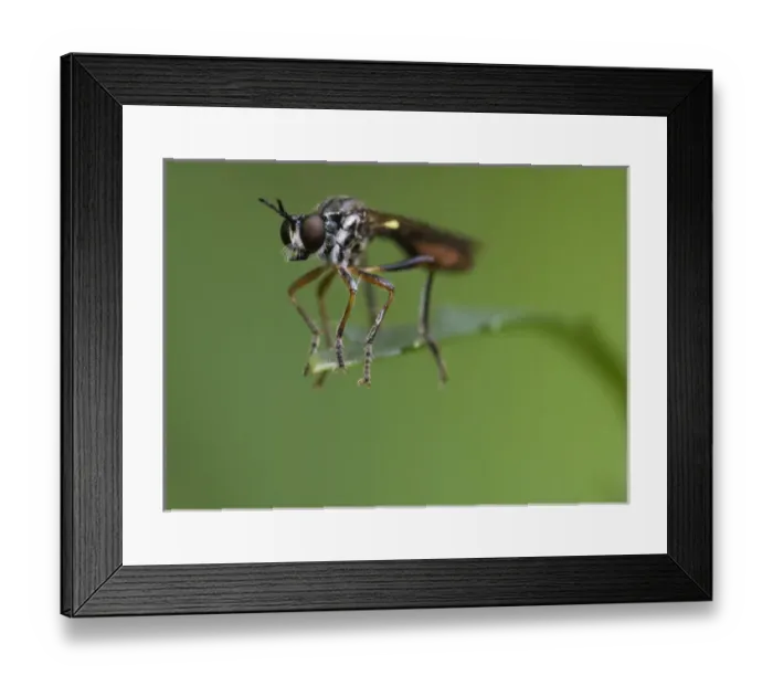 Framed Print : Wasp on a single leaf, Pennsylvania, USA