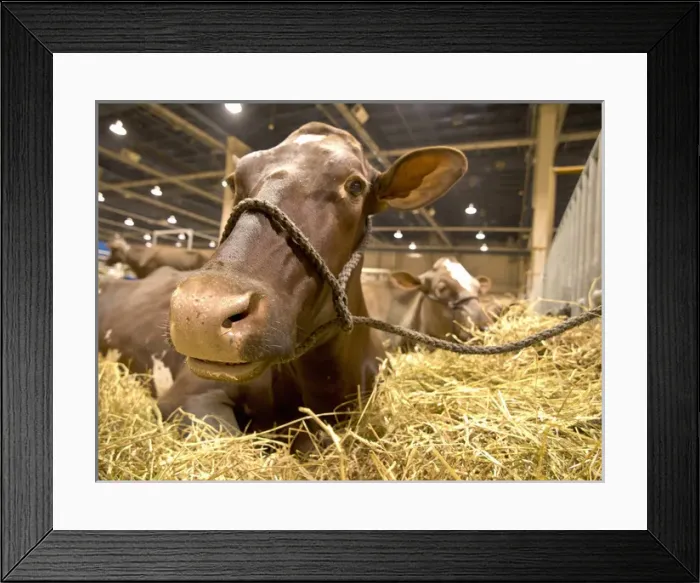 Framed Print : Dairy cow show, Harrisburg, PA