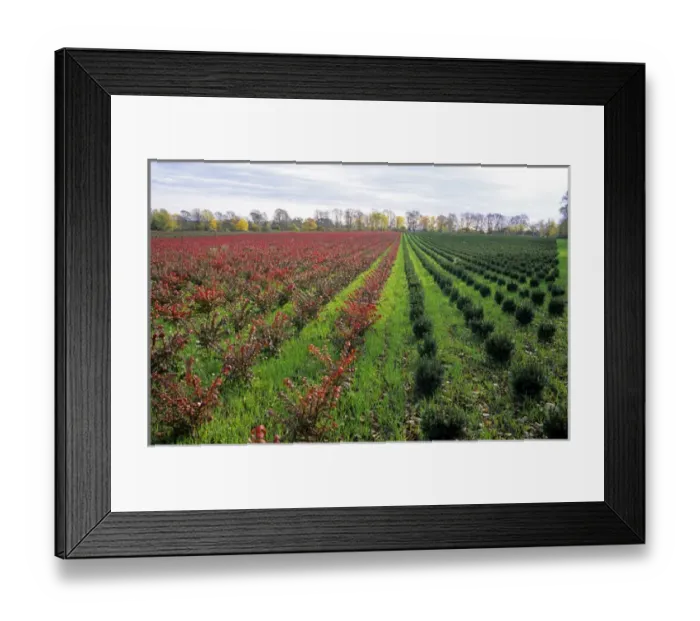 Framed Print : Ornamental shrub nursery in Rhode Island Framed Print : Ornamental shrub nursery in Rhode Island