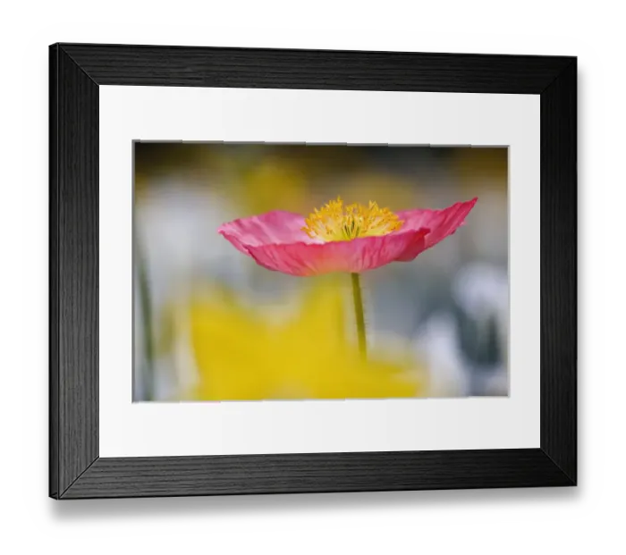 Framed Print : Single poppy flower in garden, Magnolia Plantation, Charleston, South Carolina Framed Print : Single poppy flower in garden, Magnolia Plantation, Charleston, South Carolina