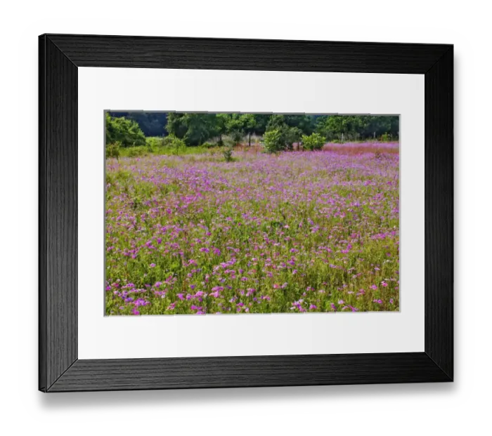 Framed Print : Large field of Drummond Phlox, Hilton Head Island, South Carolina Phlox drummondi Framed Print : Large field of Drummond Phlox, Hilton Head Island, South Carolina Phlox drummondi