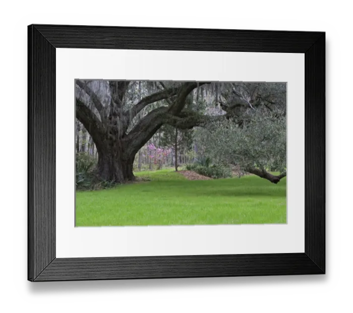 Framed Print : Live oak, Magnolia Plantation, Charleston, South Carolina Framed Print : Live oak, Magnolia Plantation, Charleston, South Carolina