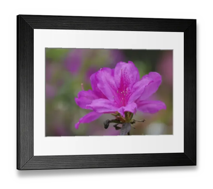 Framed Print : Close-up of azalea flower, South Carolina