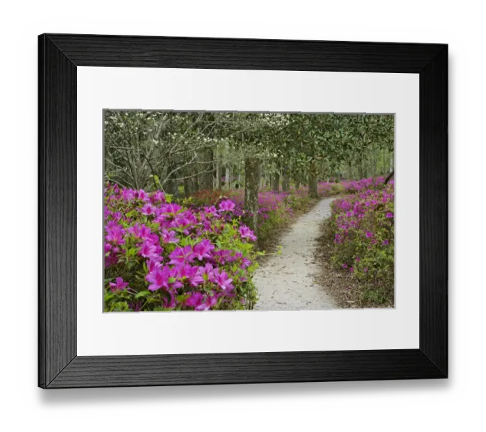 Framed Print : Footpath through azaleas, Middleton Place, South Carolina Framed Print : Footpath through azaleas, Middleton Place, South Carolina