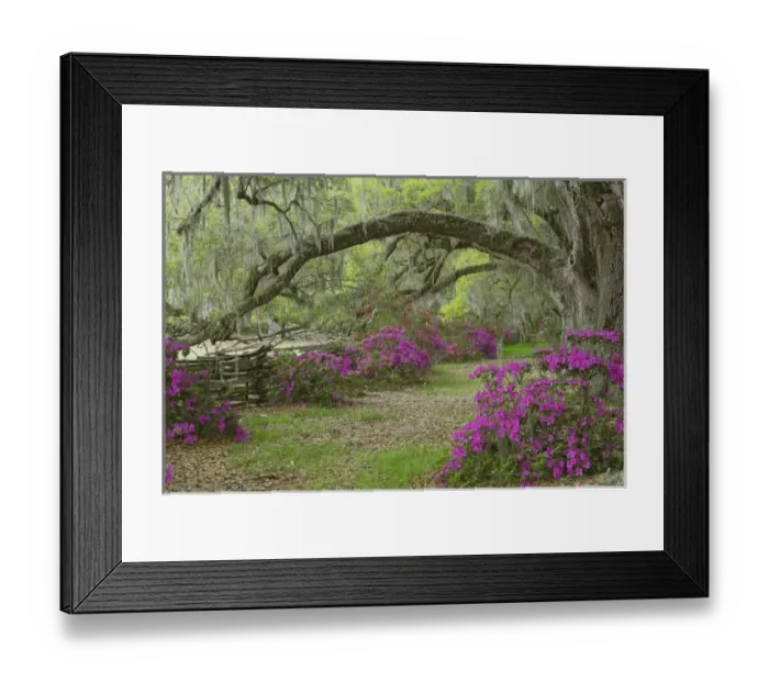 Framed Print : Live Oak trees above azaleas in bloom, Magnolia Plantation, near Charleston, South Framed Print : Live Oak trees above azaleas in bloom, Magnolia Plantation, near Charleston, South