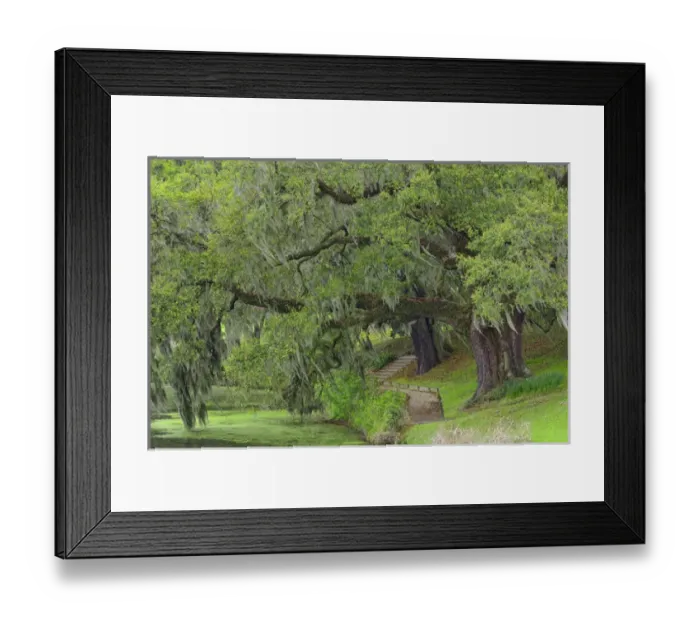 Framed Print : Sidewalk, Middleton Place, South Carolina Framed Print : Sidewalk, Middleton Place, South Carolina