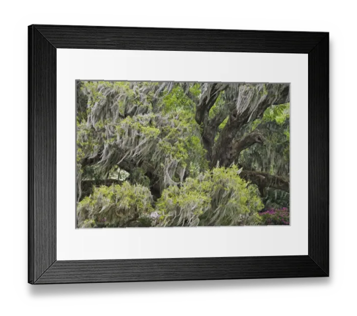 Framed Print : Huge Live Oak draped with Spanish Moss blowing in the wind, Charleston, South Carolina Framed Print : Huge Live Oak draped with Spanish Moss blowing in the wind, Charleston, South Carolina