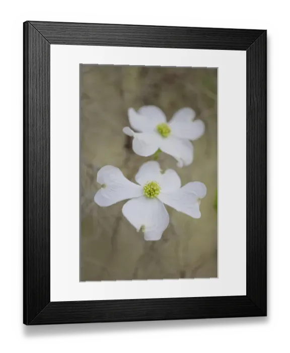 Framed Print : Flowering Dogwood tree blossom, South Carolina, Cornus florida Framed Print : Flowering Dogwood tree blossom, South Carolina, Cornus florida