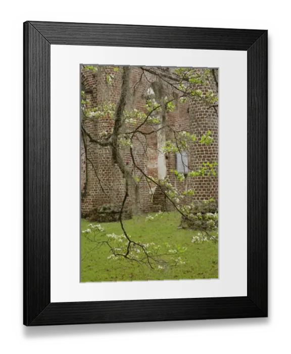 Framed Print : Red brick ruins of the Church of Prince Williams Parish known as Sheldon, buit between 1745-1755 Framed Print : Red brick ruins of the Church of Prince Williams Parish known as Sheldon, buit between 1745-1755