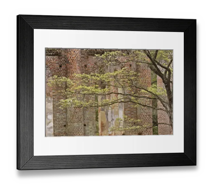 Framed Print : Red brick ruins of the Church of Prince Williams Parish known as Sheldon, buit between 1745-1755 Framed Print : Red brick ruins of the Church of Prince Williams Parish known as Sheldon, buit between 1745-1755