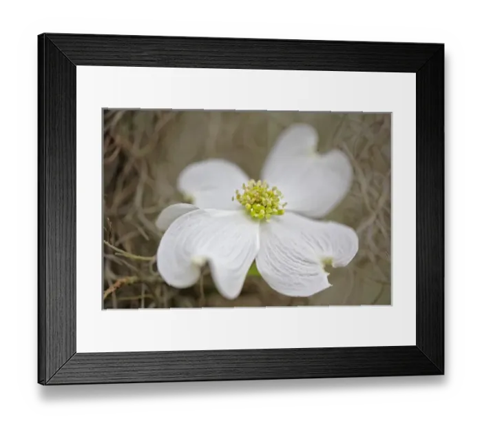 Framed Print : Flowering Dogwood tree blossom, South Carolina, Cornus florida