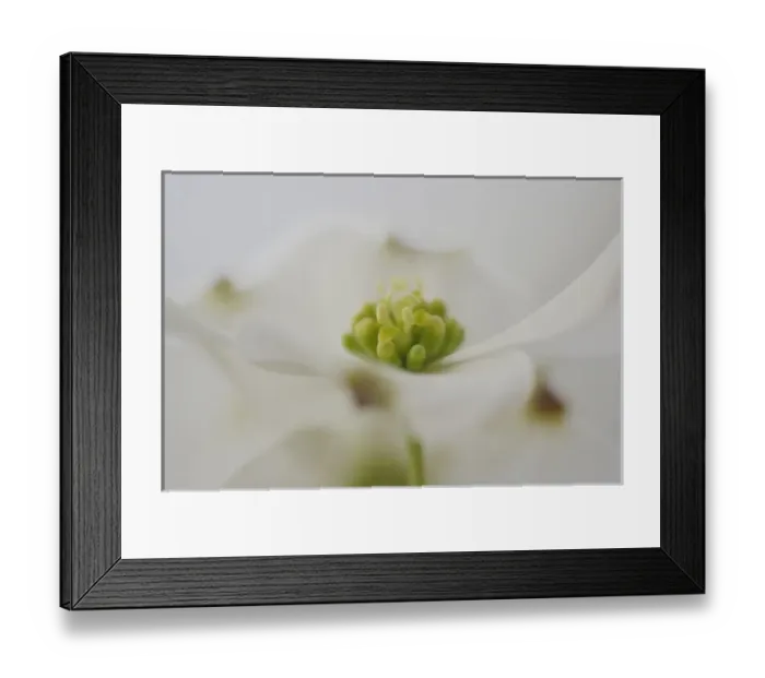 Framed Print : Flowering Dogwood tree blossom, South Carolina, Cornus florida