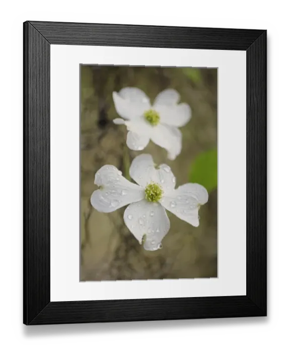 Framed Print : Flowering Dogwood tree blossom, South Carolina, Cornus florida Framed Print : Flowering Dogwood tree blossom, South Carolina, Cornus florida