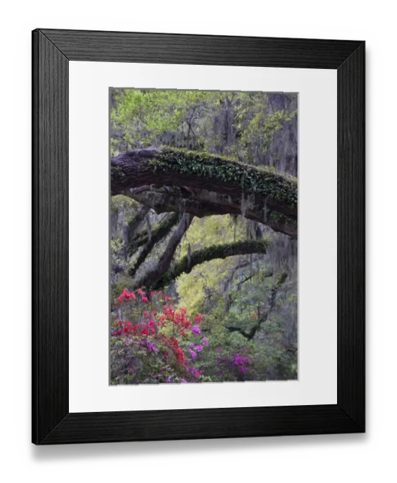 Framed Print : USA, South Carolina, Magnolia Gardens. Moss-laden live oak tree and azaleas. Credit as