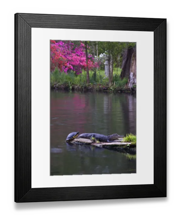 Framed Print : USA, South Carolina, Magnolia Gardens. An alligator and turtle sun themselves. Credit as Framed Print : USA, South Carolina, Magnolia Gardens. An alligator and turtle sun themselves. Credit as
